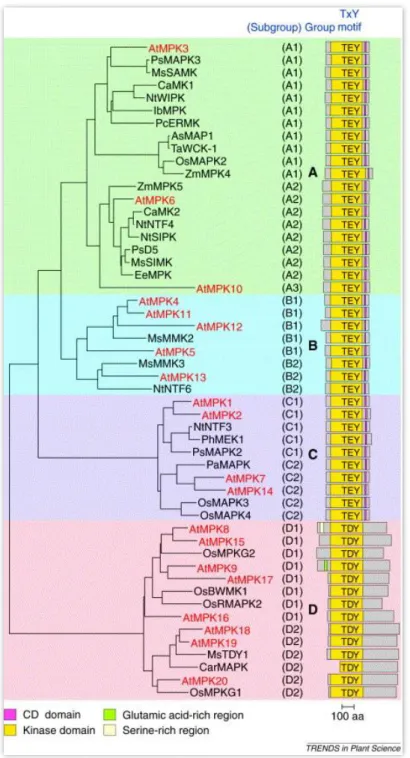 8. ábra. A növényi MAP kinázok csoportosítása. Pirossal jelölve az Arabidopsis thaliana  MAPK-ok, az AtMPK9 a D-alcsaládban található meg