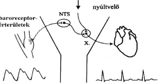 4. ábra: A baroreflex működését bemutató sematikus ábra. NTS – nucleus tractus  solitarii; X