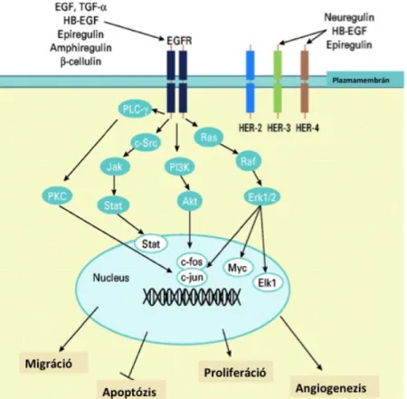 1. ábra: Az EGF receptor fő jelátviteli útjai és a sejtszintű válaszok (Andrew és  munkatársai alapján) 17