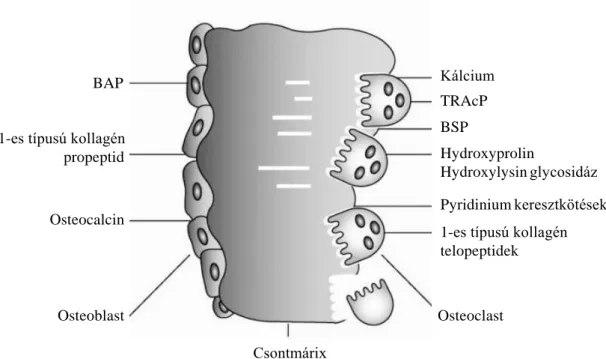 5. ábra. A csontépítés és a csont resorptio markerei. 103 BSP: bone sialoprotein; BAP: bone alkaline phosphatase;  