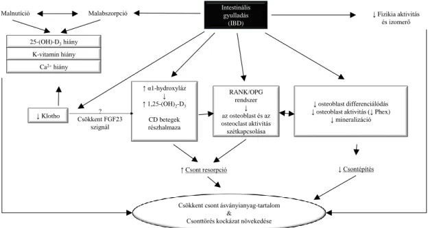 6. ábra. Az intestinális gyulladás hatása a csontanyagcserére. 110 