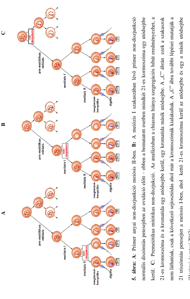 5. ábra:A: Primeranyai non-diszjunkciómeiósisII-ben. B:AmeiózisI szakaszában lévőprimernon-diszjunkció  normális diszómiás petesejtben az ovuláció előtt – ebben a bemutatott esetben mindkét 21-es kormoszóma egy utódsejtbe kerül