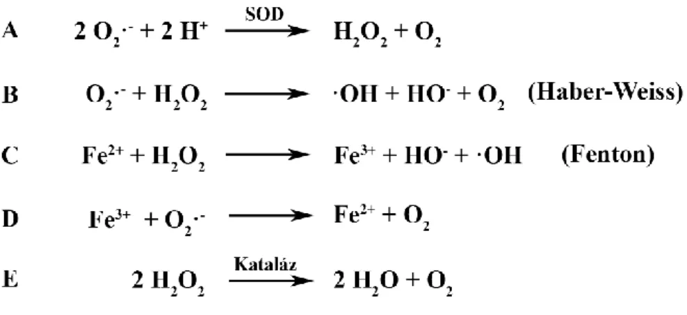 2. ábra: A O 2 · -  és a H 2 O 2  eliminációjának reakcióútjai. Az O 2 · -  elbontásában a szuperoxid- szuperoxid-dizmutáz (SOD) enzimek játszanak központi szerepet (A)