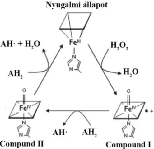 4. ábra: A hem-peroxidázok katalitikus ciklusa ( 21  módosításával). A H 2 O 2  redukciója  során az enzim hem prosztetikus csoportján egy oxiferril-csoport és egy porfirin-p szerves  kationgyök  alakul  ki,  ami  a  fehérje  compound  I  formájának  felel