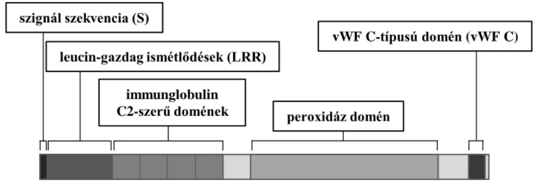 10. ábra: A peroxidazin (PXDN) doménszerkezete 