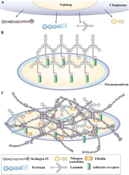 12. ábra: A bazális membrán szerkezetének kialakulása ( 112  módosításával). Az ECM  fehérjék  funkcionális  alegységeinek  összeállását  követően  (A)  a  laminin  adhéziós  receptorokhoz  történő  asszociációjával  indul  meg  a  bazális  membrán  kiépül