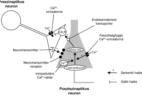 2. ábra. A retrográd endokannabinoid jelátviteli út. A posztszinaptikus neuron depolarizációja során  nyílnak a feszültségfüggő Ca 2+ -ioncsatornák, illetve intracelluláris Ca 2+ -raktárak, mely hatására megnő az  intracelluláris  Ca 2+ -ionkoncentráció