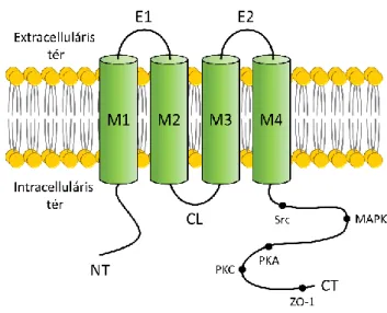 5. ábra. A connexin (Cx) transzmembrán fehérje sematikus ábrázolása. (Forrás: Harris, 2001 [110] nyomán  saját szerkesztés) 