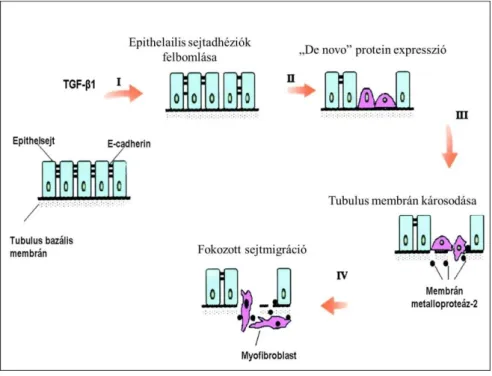 2. ábra: Az epithelialis-mesenchymalis transitio folyamata (Yang és mtsai 2001). 