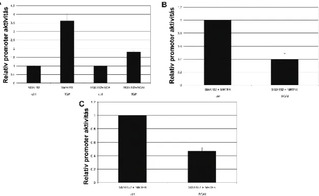 A kiváltotta SMA-promoteraktivitás-növekedést (7. ábra, B.) MRTF-B kotranszfekciója  esetén  a  SCAI  53%-kal  csökkentette  az  MRTF-B  kiváltotta   SMA-promoteraktivitás-növekedést (7