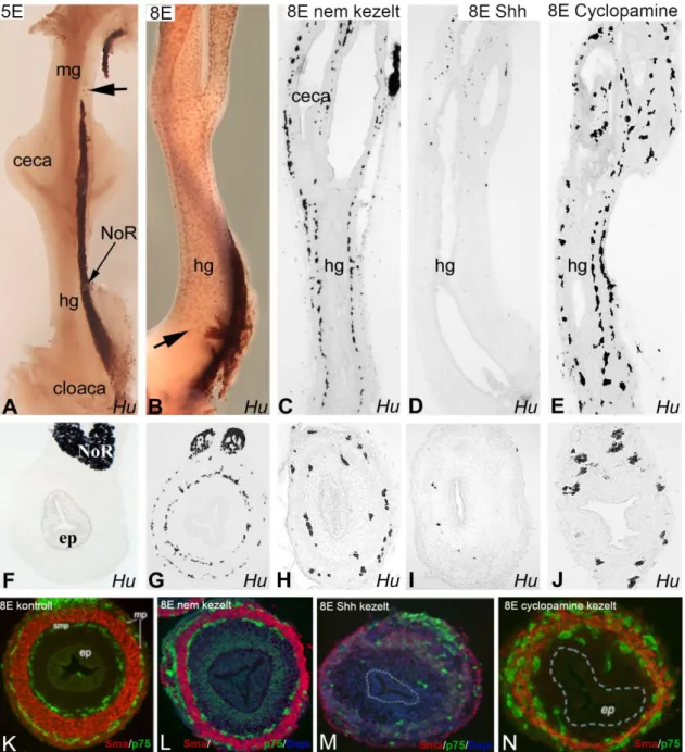 sejteket, de neurofilamentum expresszió még nem figyelhető meg (8. ábra H-I”). Ezzel  szemben  a  Shh  jelenlétében  tenyésztett  bélben  a  kezelés  hatására  bekövetkező  utóbél  aganglionózist  a  caecum  szakaszáig  előforduló  Tuj1+  enterális  neuron