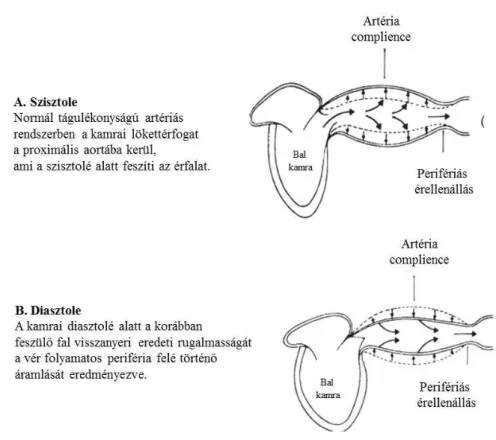 Ábra 4. Az artériás complience és a perifériás keringés fenntartásának sematikus ábrája