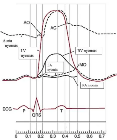 Ábra  5.  a.  A  jobb  és  bal  kamra,  valamint  az  aorta  pulzusnyomás  hullámának  szakaszai  a  szívciklusnak megfelelően