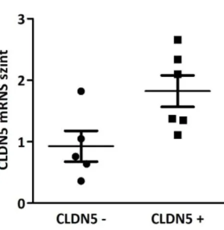 15. ábra. Kvantitatív RT-PCR analízis 11 ependymoma esetben. A 6 claudin-5 pozitív  ependymomában a claudin-5 transzkripció szignifikánsan magasabb volt az 5 claudin-5  negatív  mintához  képest  (p=0,03)