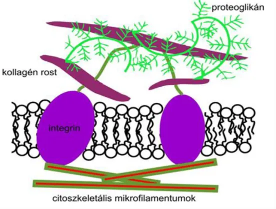 1. ábra. Az extracelluláris mátrix és a sejtek kapcsolata. 