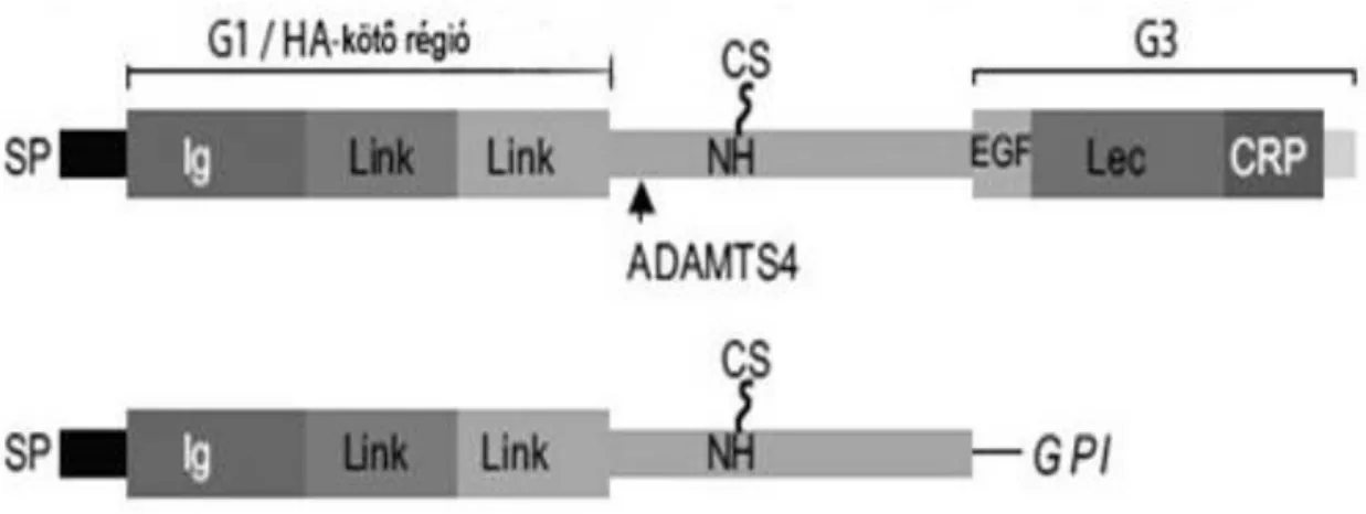 3. ábra: A brevikán fehérjére jellemző súlyzó alak. Forrás: R.  Frischknecht,  C.I.  Seidenbecher  /  The  International  Journal  of  Biochemistry  &amp;  Cell  Biology  44  (2012)  1051-1054  után,  módosítva  (G1/G3: 