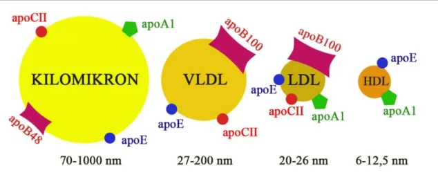 3. ábra. A vérben megtalálható főbb lipoprotein populációk és a felszínűkön hordozott  apolipoproteinek