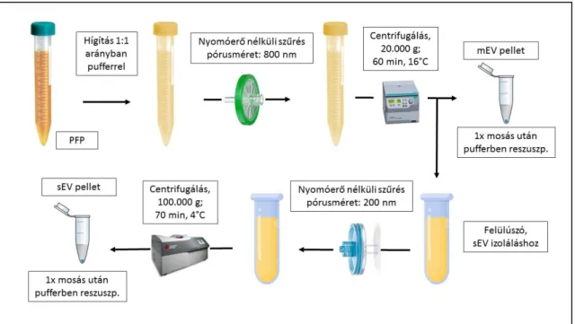 5. ábra. A vérplazmából történő EV izolálás menete. 