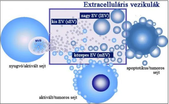 1. ábra. Az extracelluláris vezikulák nevezéktana. 