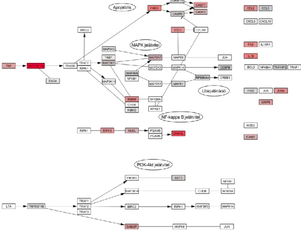 30. ábra: Az EVk belsejében kimutatott miRNS molekulák ismert kötődése a TNF  jelátviteli  útvonal  tagjait  kódoló  génekhez