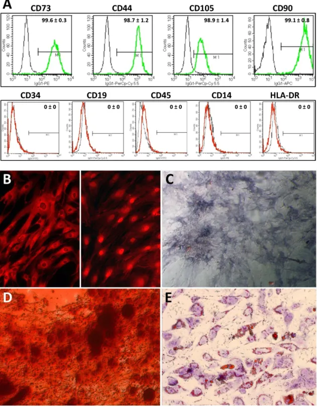 4. ábra: Humán zsírszövet-eredető mezenchimális ıssejtek differenciálódási képességének  vizsgálata (A) Humán Zs-MSC-k sejtfelszíni markereinek áramlási citometriás vizsgálata