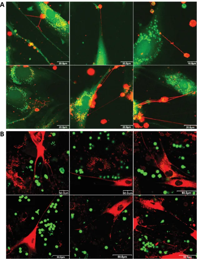 11. ábra: Humán mezenchimális ıssejtek és perifériás T limfociták ko-kultúrájáról készült  konfokális  lézer  pásztázó  mikroszkópos  felvételek  (A)  A  T-sejteket  CellTracker  CM-DiI  festékkel  (narancssárga),  míg  a  mezenchimális  ıssejteket  calcei