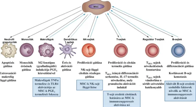 2. ábra: A mezenchimális ıssejtek immunszuppresszív aktivitása 
