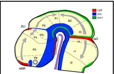 8. Ábra: A másodlagos organizátor központok elhelyezkedése.  Az  ANR  (anterior  neural ridge) a velőcső legrosztrálisabb pólusán, a ZLI (zona limitans intrathalamica) a  prethalamus  (p3)-thalamus  (p2)  határon,  az  IsO  (Isthmus  organizátor)  a   közé