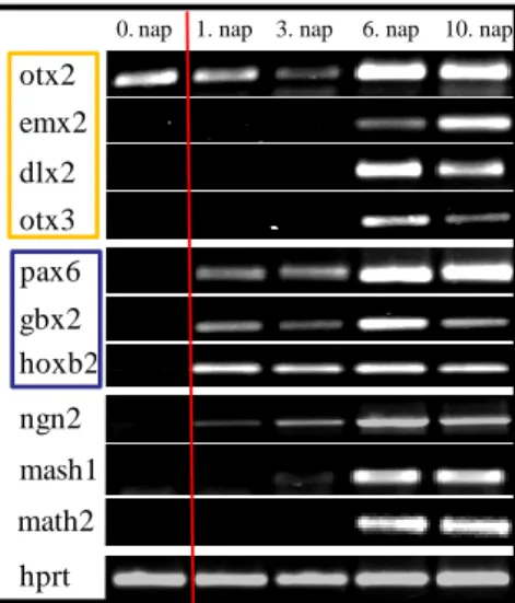 16. Ábra:  Az  NE-4C  sejtek  idegi  differenciációja  során,  különböző  idegrendszeri  területekre jellemző transzkripciós faktorok aktiválódtak