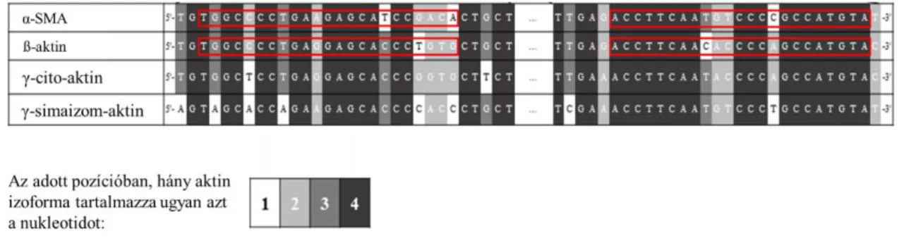 27. ábra. Az aktin izoformák nukleotid szekvencia hasonlóságát leíró hőtérkép. Az  egyes színek a nukleotidok előfordulási gyakoriságát jelölik az aktin izofromák között