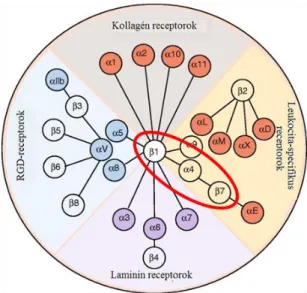 5. ábra Az integrin család tagjai, Barczyk és mtsai, 2010 nyomán [58]. 
