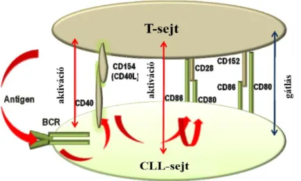 9. ábra A CLL-sejtek és a T-sejtek interakciója, Vladimirova és mtsai, 2015 nyomán  [111]