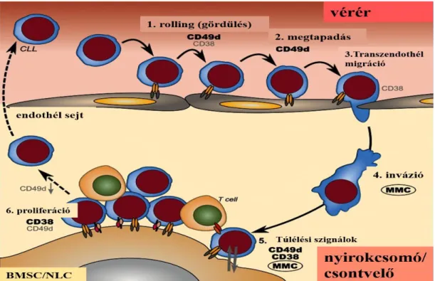 10. ábra A CLL sejtek homingja, kiemelve a CD49d szerepét, Brachtl és mtsai,  2013 nyomán [52]