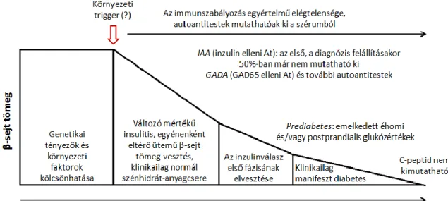 3. ábra A patogenezis klasszikus, eredetileg Eisenbarth által leírt modellje [47, 51] 