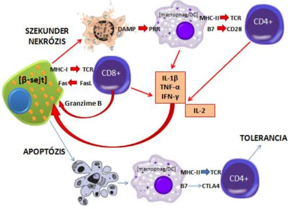 5. ábra  Az apoptotikus  β-sejt  maradványok  késői  eltakarítása esetén azok másodlagos  nekrózisa következhet be