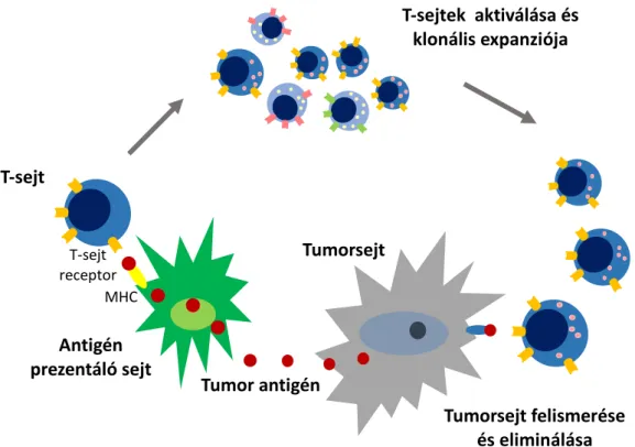 5. ábra. A tumor ellenes immunitás mechanizmusa. 
