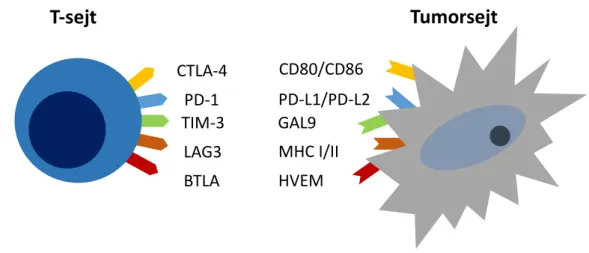 6. ábra. A T-sejteken megtalálható immunellenőrzőpontokat szabályozó receptorok  és a tumorsejteken expresszálódó ligandjaik