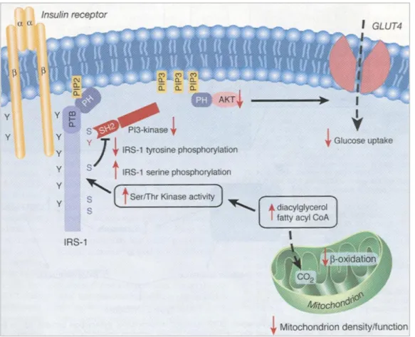 „misfolding”) feltekeredett fehérjék keletkeznek (Muoio és Newgard 2004) (2. ábra). A  proteinek  helyes  térszerkezetének  kialakításában  a  stressz-,  vagy  hősokkfehérjéknek  (HSP)  kiemelt  szerepe  van