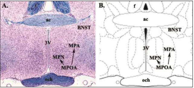 1. ábra: A medialis preoptikus terület neuroanatómiája patkányban 