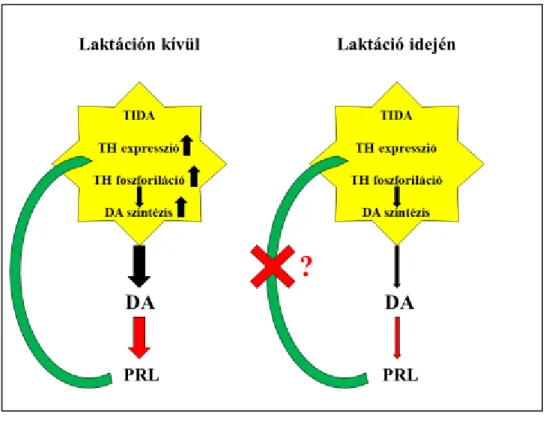 4. ábra: a prolaktin (PRL) feedback mechanizmusa 