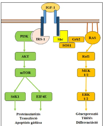 5. ábra: Az IGF-1 által aktivált intracelluláris jelátviteli útvonalak 
