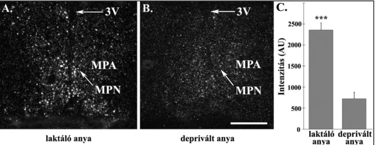 8. ábra: IGFBP-3 in situ hibridizációs hisztokémia a preoptikus területen  A-B:  A  sötét  látótérrel  készült  felvételeken  a  fehér  jel  mutatja  az  IGFBP-3  mRNS  elhelyezkedését, a radioaktívan jelölt in situ hibridizációs probáknak köszönhetően