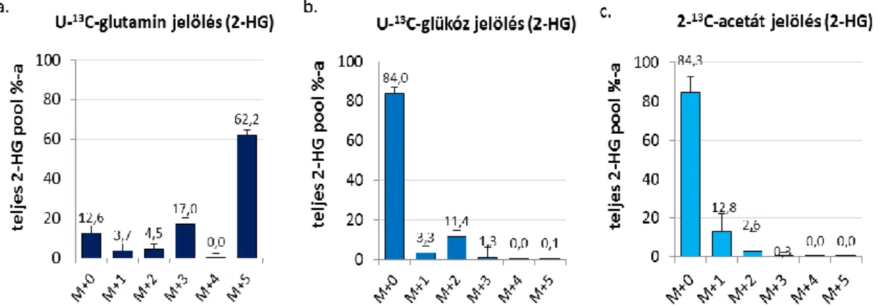 27. ábra. A 2-HG bioenergetikai forrásainak vizsgálata U-13C-glutamin (a), U- 13 C- C-glükóz (b), és 2- 13 C-acetát (c) szubsztrát  13 C beépülésének LC-MS mérésével 24 h  után  U251  IDH1m  sejtekben