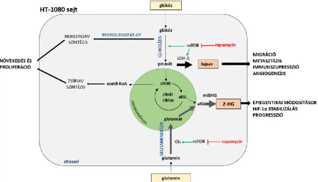 31. ábra. A magas mTORC1 aktivitású HT-1080 sejtben a rapamycin csökkenti a  proliferációt, valamint a laktát és 2-HG termelést (összefoglaló ábra)