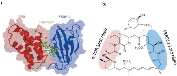 8. Ábra: Az mTOR-kináz szerkezete és a rapamycin-FKBP12 komplex   