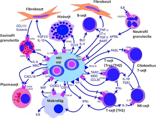 12. Ábra: A tumort infiltráló sejtek sematikus ábrázolása Hodgkin lymphomában   [98] 