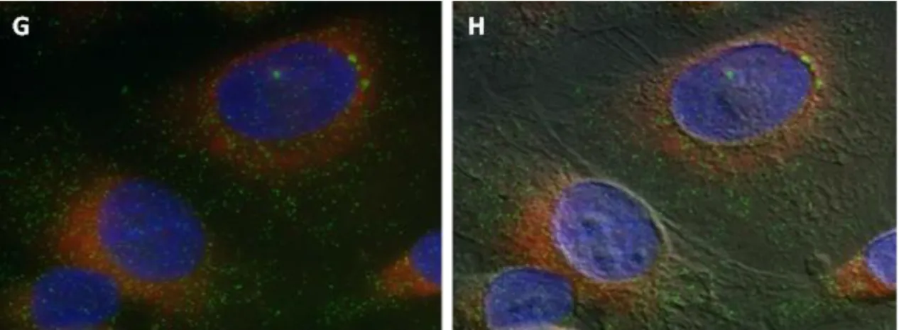15. ábra: Ncb5or lokalizációja HepG2 sejtekben. Kettős immuncitokémiai jelölés az  Ncb5or  (zöld)  és  az  ER-t  jelölő  PDI  (piros)  fehérjére