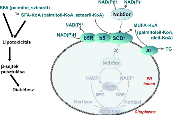 1. ábra. Az Ncb5or fehérje a citoszól felől szolgálhat alternatív  elektrondonorként az SCD1 számára 