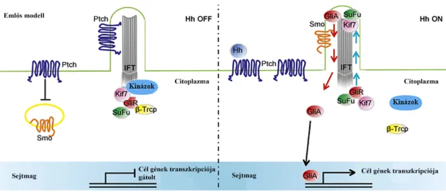 1. ábra Hedgehog jelátvitel sematikus ábrája (kép forrása: [22])  2.2.2.  Wnt jelátvitel 