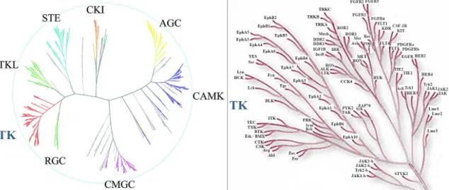 5. ábra A kinom és a tirozin-kinázok kapcsolata (a bal oldali kép forrása: [39], a  jobb oldali kép forrása: (http://www.cellsignal.com/)